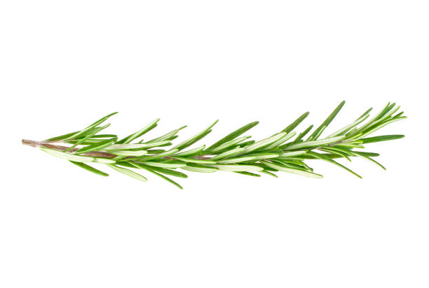 rosemary